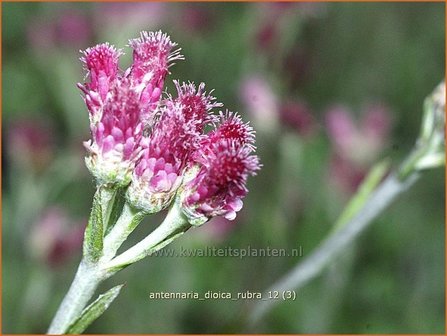 Antennaria dioica &#039;Rubra&#039; | Rozenkransje