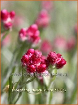 Antennaria dioica &#039;Rubra&#039; | Rozenkransje