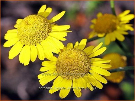 Anthemis hybrida &#039;Dwarf Form&#039; | Gele kamille, Verfkamille, Kamille | F&auml;rberkamille