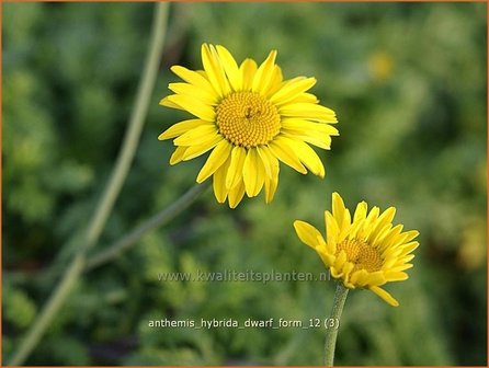 Anthemis hybrida &#039;Dwarf Form&#039; | Gele kamille, Verfkamille, Kamille | F&auml;rberkamille