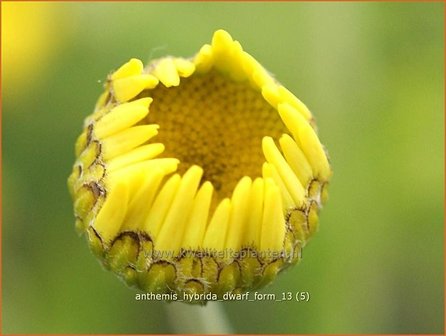 Anthemis hybrida &#039;Dwarf Form&#039; | Gele kamille, Verfkamille, Kamille | F&auml;rberkamille