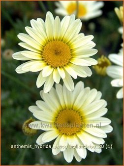 Anthemis hybrida &#039;Sauce Hollandaise&#039; | Kamille, Roomse kamille