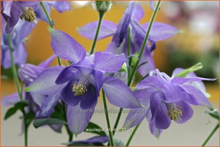 Aquilegia alpina | Akelei | Alpen-Akelei