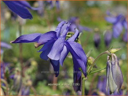 Aquilegia alpina | Akelei | Alpen-Akelei