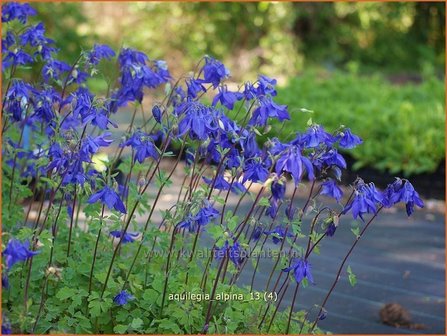 Aquilegia alpina | Akelei | Alpen-Akelei