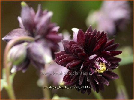 Aquilegia &#039;Black Barlow&#039; | Akelei