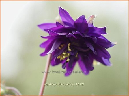 Aquilegia &#039;Blue Barlow&#039; | Akelei | Akelei