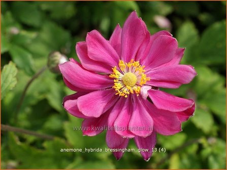 Anemone hybrida &#039;Bressingham Glow&#039; | Anemoon, Herfstanemoon, Japanse anemoon