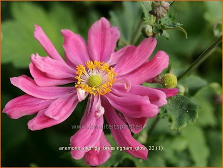 Anemone hybrida &#039;Bressingham Glow&#039; | Anemoon, Herfstanemoon, Japanse anemoon