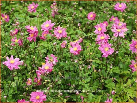 Anemone hybrida &#039;Bressingham Glow&#039; | Anemoon, Herfstanemoon, Japanse anemoon