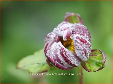 Anemone hybrida &#039;Bressingham Glow&#039; | Anemoon, Herfstanemoon, Japanse anemoon