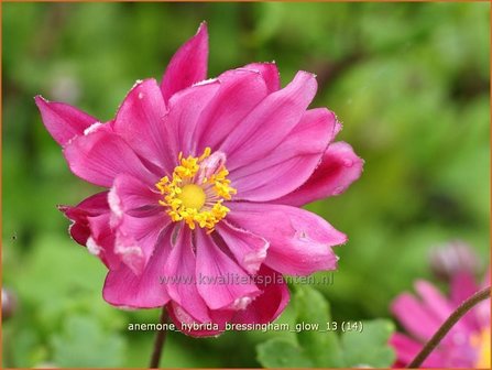 Anemone hybrida &#039;Bressingham Glow&#039; | Anemoon, Herfstanemoon, Japanse anemoon