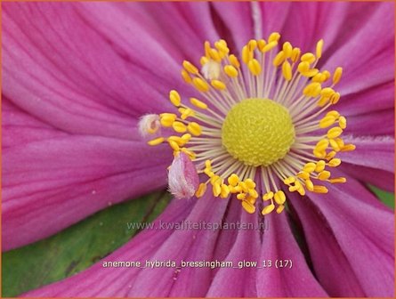 Anemone hybrida &#039;Bressingham Glow&#039; | Anemoon, Herfstanemoon, Japanse anemoon