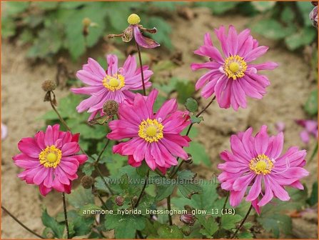 Anemone hybrida &#039;Bressingham Glow&#039; | Anemoon, Herfstanemoon, Japanse anemoon