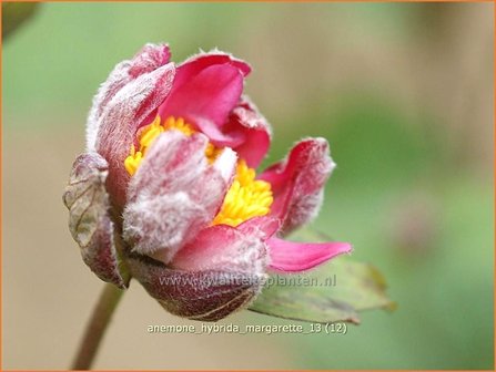 Anemone hybrida &#039;Margarette&#039; | Anemoon, Herfstanemoon, Japanse anemoon