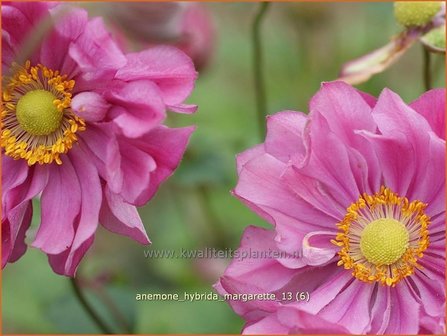 Anemone hybrida &#039;Margarette&#039; | Anemoon, Herfstanemoon, Japanse anemoon