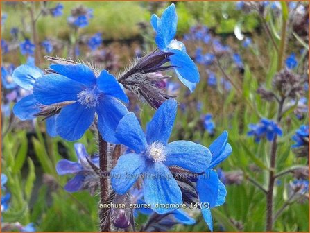 Anchusa azurea &#039;Dropmore&#039; | Blauwe ossentong, Italiaanse ossentong