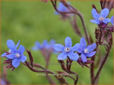 Anchusa azurea &#039;Dropmore&#039; | Blauwe ossentong, Italiaanse ossentong