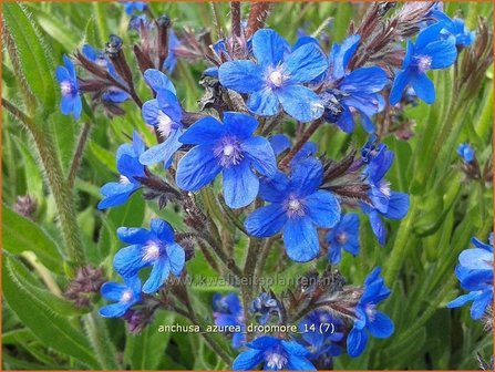 Anchusa azurea &#039;Dropmore&#039; | Blauwe ossentong, Italiaanse ossentong