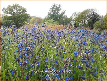 Anchusa azurea &#039;Dropmore&#039; | Blauwe ossentong, Italiaanse ossentong