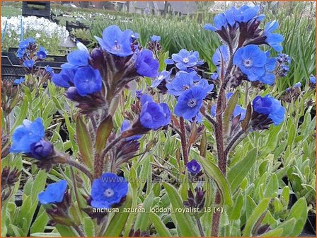 Anchusa azurea &#039;Loddon Royalist&#039; | Blauwe ossentong, Italiaanse ossentong