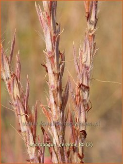 Andropogon gerardii | Baardgras