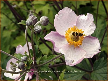 Anemone hupehensis &#039;September Charm&#039; | Anemoon, Herfstanemoon, Japanse anemoon