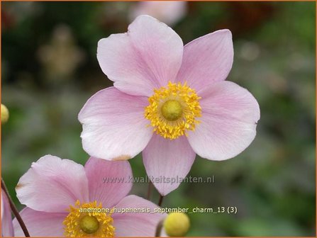 Anemone hupehensis &#039;September Charm&#039; | Anemoon, Herfstanemoon, Japanse anemoon