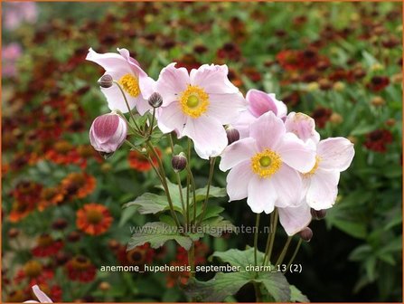 Anemone hupehensis &#039;September Charm&#039; | Anemoon, Herfstanemoon, Japanse anemoon