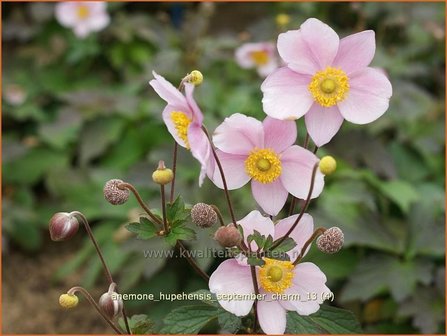 Anemone hupehensis &#039;September Charm&#039; | Anemoon, Herfstanemoon, Japanse anemoon