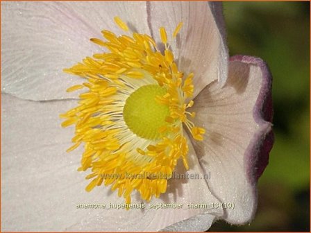 Anemone hupehensis &#039;September Charm&#039; | Anemoon, Herfstanemoon, Japanse anemoon