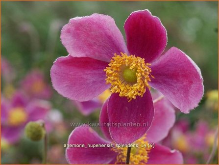 Anemone hupehensis &#039;Splendens&#039; | Anemoon, Herfstanemoon, Japanse anemoon