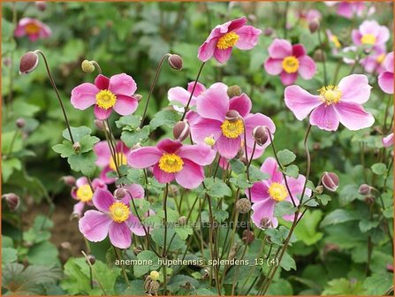 Anemone hupehensis &#039;Splendens&#039; | Anemoon, Herfstanemoon, Japanse anemoon