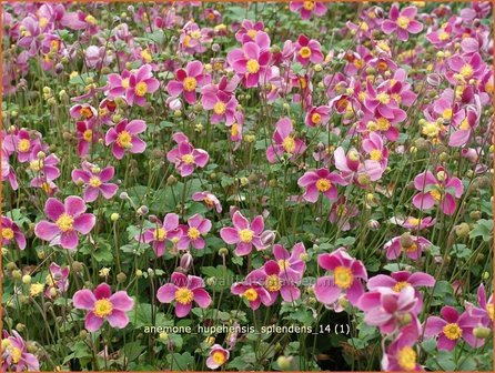 Anemone hupehensis &#039;Splendens&#039; | Anemoon, Herfstanemoon, Japanse anemoon