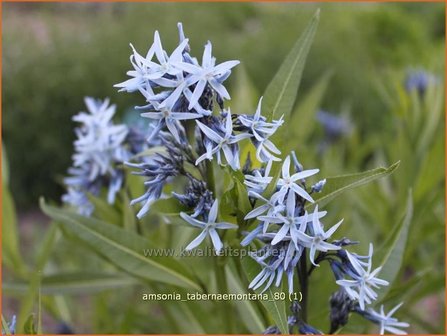 Amsonia tabernaemontana | Blauwe ster