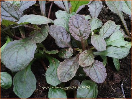 Ajuga reptans &#039;Purple Torch&#039; | Zenegroen