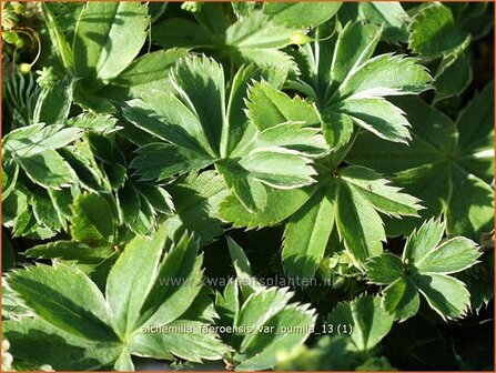 Alchemilla faeroensis var. pumila | Vrouwenmantel