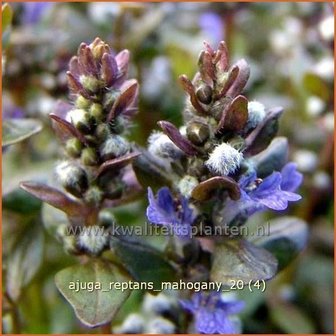 Ajuga reptans &#039;Mahogany&#039; | Zenegroen