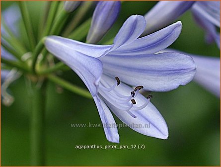 Agapanthus &#039;Peter Pan&#039; | Kaapse lelie, Afrikaanse lelie, Liefdesbloem