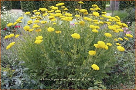 Achillea filipendulina &#039;Parker Variety&#039; | Duizendblad