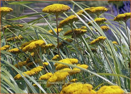 Achillea filipendulina &#039;Parker Variety&#039; | Duizendblad