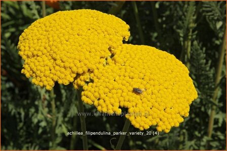 Achillea filipendulina &#039;Parker Variety&#039; | Duizendblad