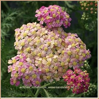 Achillea millefolium &#039;Wesersandstein&#039; | Duizendblad