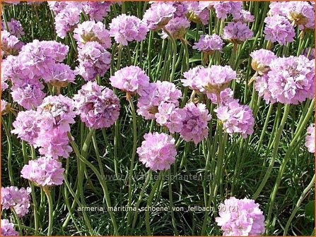 Armeria maritima &#039;Schoene von Fellbach&#039; | Engels gras