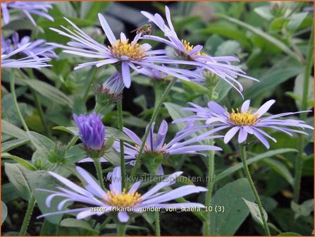 Aster frikartii &#039;Wunder von St&auml;fa&#039; | Aster | Frikarts Aster