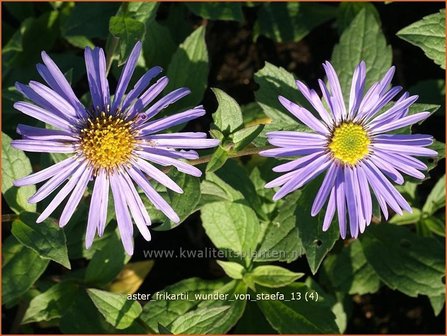 Aster frikartii &#039;Wunder von Staefa&#039; | Aster