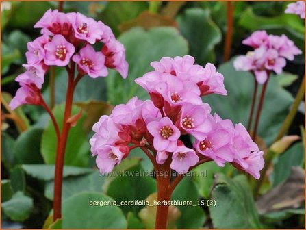 Bergenia cordifolia &amp;#39;Herbstbl&uuml;te&amp;#39; | Schoenlappersplant, Olifantsoor | Altai-Bergenie