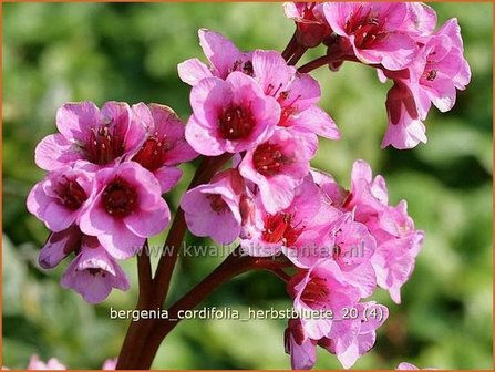 Bergenia cordifolia &amp;#39;Herbstbl&uuml;te&amp;#39; | Schoenlappersplant, Olifantsoor | Altai-Bergenie