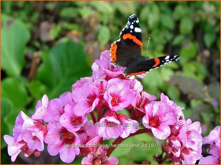 Bergenia cordifolia &amp;#39;Herbstbl&uuml;te&amp;#39; | Schoenlappersplant, Olifantsoor | Altai-Bergenie