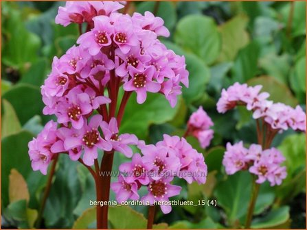 Bergenia cordifolia &amp;#39;Herbstbl&uuml;te&amp;#39; | Schoenlappersplant, Olifantsoor | Altai-Bergenie